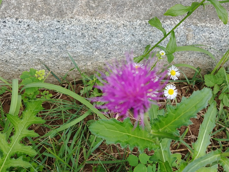 180703_역사문화탐방(능원대군이보)_033.jpg